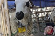 LAYAK HEWAN QURBAN