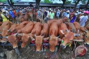 Harga Sapi Madula Naik