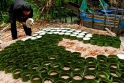 Produksi Tepung Sagu