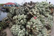 PISANG MENTAWAI