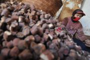 HARGA GAMBIR TURUN