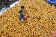KEBUTUHAN JAGUNG PAKAN TERNAK