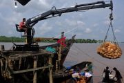 HARGA KELAPA TURUN