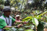 Moeldoko Kunjungi Perkebunan Kopi Puntang