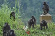 Kelompok Kera Hitam Sulawesi