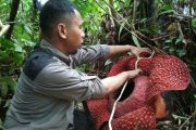 BUNGA RAFFLESIA AGAM