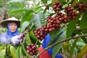 Panen kopi robusta