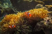 Ikan di Taman Nasional Karimunjawa