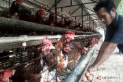 Ayam petelur jadi senjata NTB entaskan kemiskinan ekstrem