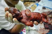 ANAK HARIMAU KORBAN JERAT
