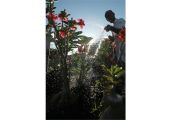 Penjualan Bunga Adenium