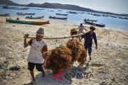 HARGA RUMPUT LAUT KERING NAIK