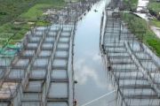 Budidaya ikan air tawar
