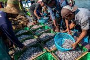 Harga ikan teri naik