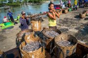 Harga ikan teri naik