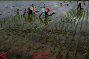 Target indikatif program cetak sawah 2019