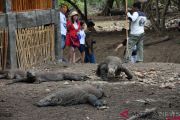 POPULASI KOMODO DI PULAU RINCA