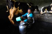 Harga susu sapi perah naik