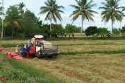 Petani Parigi panen padi