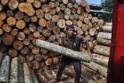 Kayu Sengon