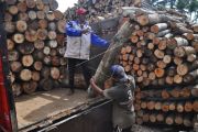 Kayu Sengon