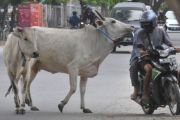 Ternak berkeliaran di jalan