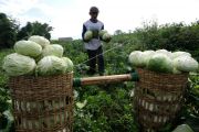 Harga kubis turun