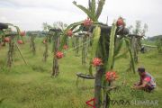 BUAH NAGA TIDAK DIPANEN