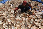 Harga Kopra Putih Naik