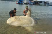 IKAN MOLA TERDAMPAR DI AMBON