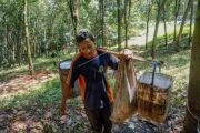 Produksi getah karet