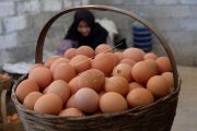 Harga telur turun