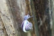 Five Indonesian land snail species have herbal medicine potential