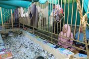 Memandikan Bayi Di Makam Ulama