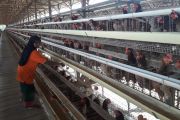 Berbagai prosedur untuk memasuki Peternakan Telur Herbal