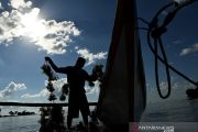 RUMPUT LAUT