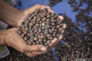 NTB prepares 13 export villages developing leading commodities