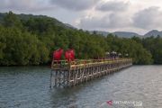 Wisata mangrove kelompok tani hutan