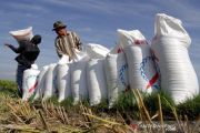 Jasa buruh angkut gabah