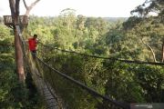 Wisata hutan hujan tropis di kawasan ibu kota baru