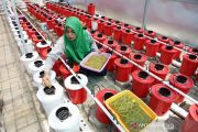 Budidaya hidroponik Pertamina