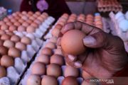 Harga telur naik jelang maulid