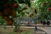Wisata kebun Gowa