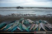 Stok ikan laut menurun