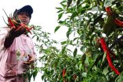 Petani cabai Keerom,Papua raup untung