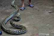 Warga Gowa tangkap ular Piton