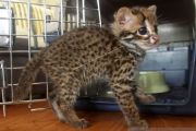 KUCING HUTAN DI JUAL ONLINE