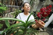 Budidaya Anggrek Hutan