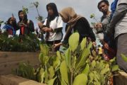 Ditpolairud Polda Sulteng tanam 3000 mangrove di Pantai Teluk Palu