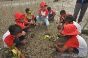 Pelajar tanam pohon mangrove di Pesisir Pantai Teluk Palu